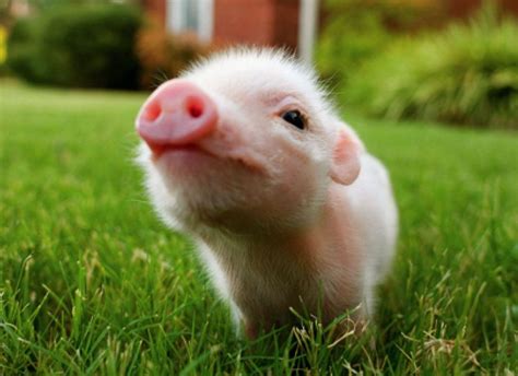 cute baby pigs